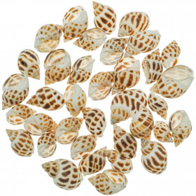 Coquillages babylonia areolata - 100 grammes