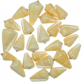 Coquillages conus quercinus polis - 4 à 6 cm - 100 grammes