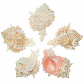 Coquillage murex brassica