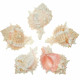 Coquillage murex brassica