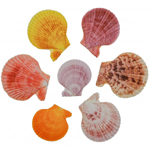 Coquillages pecten nobilis couleurs entiers - 4 à 7 cm - Lot de 7