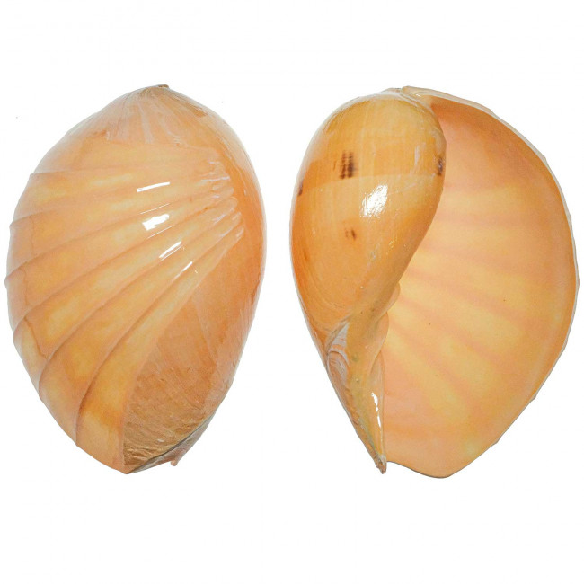Coquillage voluta melo taillé et poli
