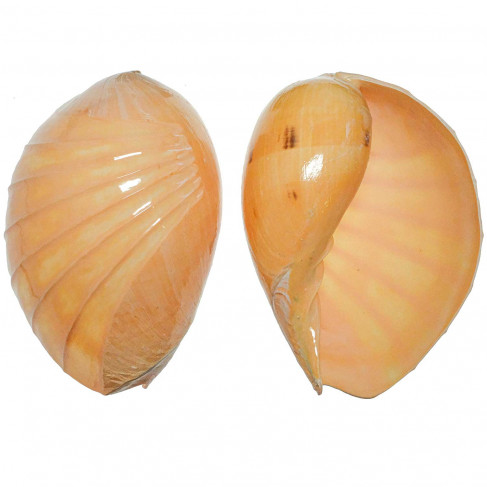 Coquillage voluta melo taillé et poli