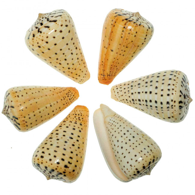Coquillages conus betulinus polis - 7 à 9 cm - Lot de 2