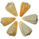 Coquillages conus betulinus polis - 7 à 9 cm - Lot de 2