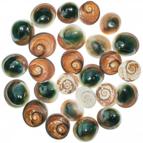 Opercules de turbo verts bruts ou oeil de shiva - 2 à 3 cm - Lot de 10