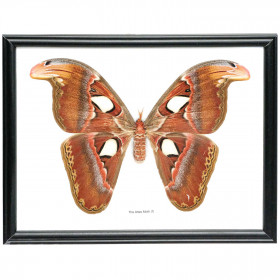 Cadre papillon atlas moth véritable naturalisé