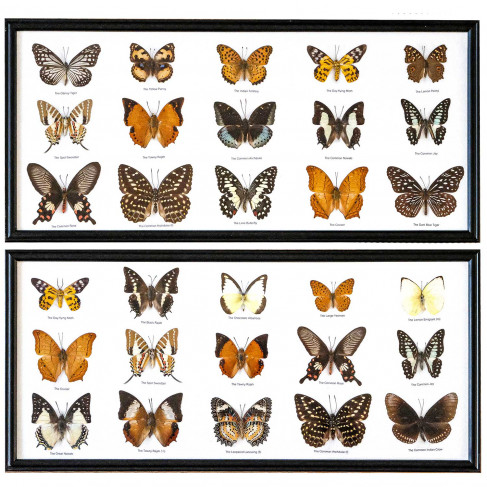 Cadre 53 x 25 cm avec 15 papillons véritables naturalisés - A l'unité