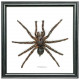 Cadre 20 x 20 cm araignée cyriopagopus véritable naturalisée