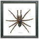 Cadre 20 x 20 cm araignée cyriopagopus véritable naturalisée