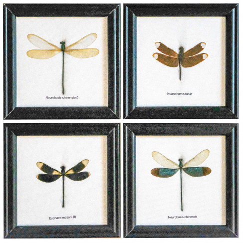 Cadre 12 x 12 cm avec une libellule véritable naturalisée - A l'unité