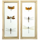 Cadre vitré transparent 11 x 26 cm avec 3 libellules véritables naturalisées - A l'unité