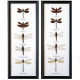 Cadre 15 x 37 cm avec 5 libellules véritables naturalisées - A l'unité