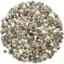 Coquillages umbonium gris - 0.5 à 1 cm - 100 grammes