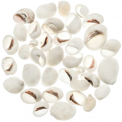 Coquillages polinices albumen - 1.5 à 3 cm - 100 grammes