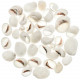 Coquillages polinices albumen - 1.5 à 3 cm - 100 grammes