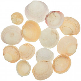 Coquillages tellina orangés - 4 à 6 cm - 100 grammes