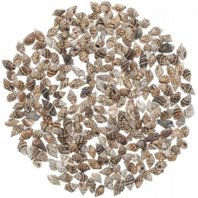 Coquillages nassarius columbella +/- 1 cm - 100 grammes