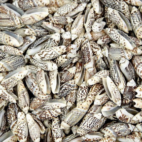 Coquillages oliva gibbosa - 100 grammes