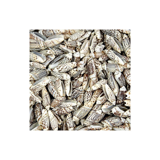 Coquillages oliva gibbosa - 100 grammes