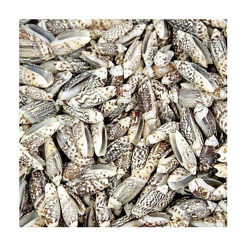 Coquillages oliva gibbosa - 100 grammes