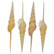 Coquillage tibia fusus