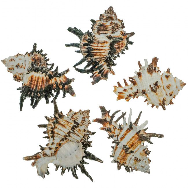 Coquillage murex endivia