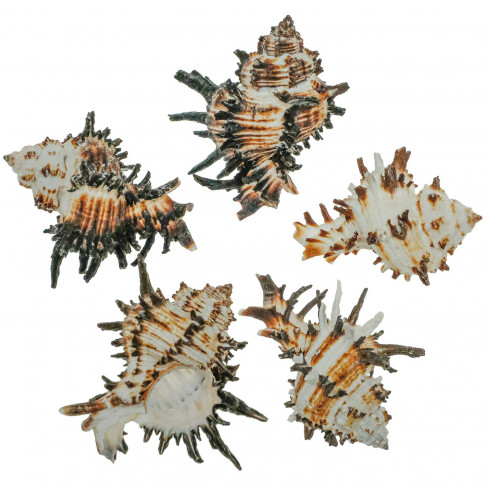 Coquillage murex endivia