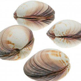 Coquillage codakia maximus entier