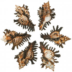 Coquillages murex adustus - 7 à 9 cm - Lot de 4