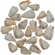 Coquillages conus glaucus - 2.5 à 3.5 cm - Lot de 5