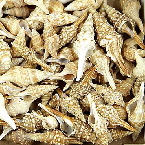 Coquillages lophiotoma indica - 100 grammes