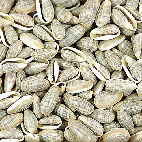 Coquillages marginella angustata - 100 grammes