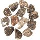 Pierres roulées agate fossile turritelle - 2 à 3 cm - Lot de 3