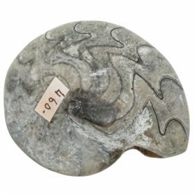 Goniatite fossile - 173 grammes