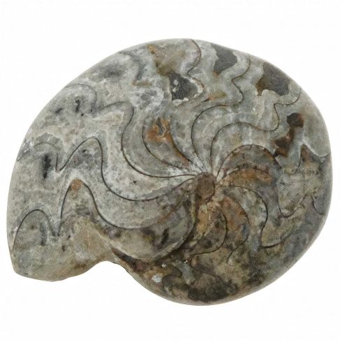 Goniatite fossile - 173 grammes