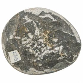 Goniatite fossile polie - 115 grammes