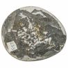 Goniatite fossile polie - 115 grammes