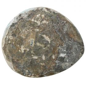 Ammonite fossile polie - 281 grammes