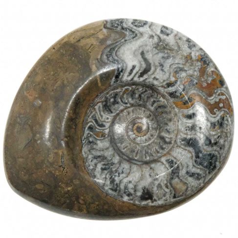 Ammonite fossile polie - 281 grammes