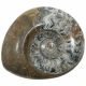Ammonite fossile polie - 281 grammes