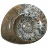 Ammonite fossile polie - 281 grammes