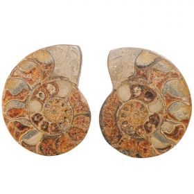Ammonite fossile polie sciée - La paire - 1485 grammes