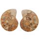 Ammonite fossile polie sciée - La paire - 1485 grammes