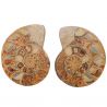 Ammonite fossile polie sciée - La paire - 1485 grammes