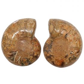 Ammonite fossile polie sciée - La paire - 1485 grammes