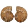 Ammonite fossile polie sciée - La paire - 1485 grammes