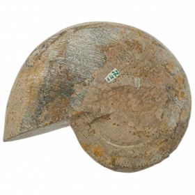 Ammonite fossile polie - 410 grammes