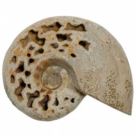 Ammonite fossile polie - 410 grammes