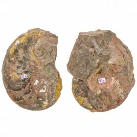 Ammonite fossile sciée - La paire - 232 grammes
